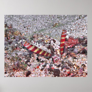 Shrimp Goby Duo Poster