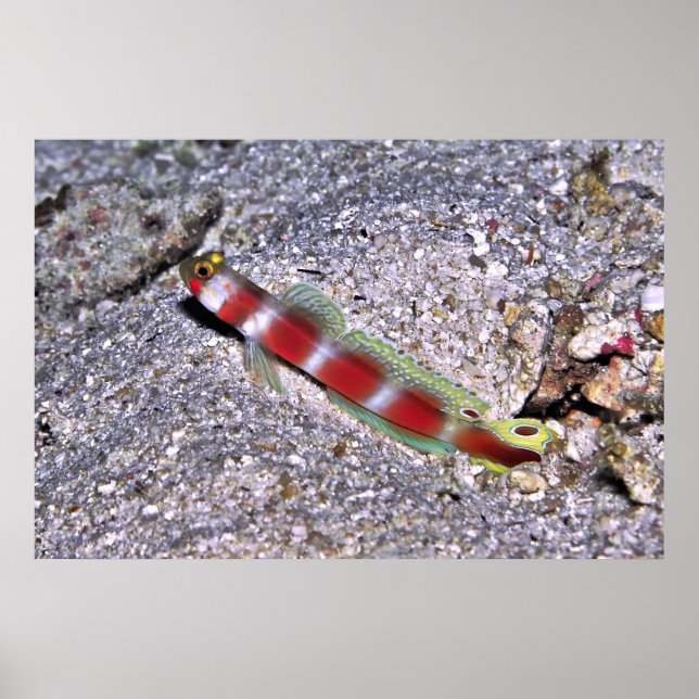 Shrimp Goby-Maldives Poster (Front)
