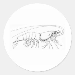 Shrimp Logo Classic Round Sticker