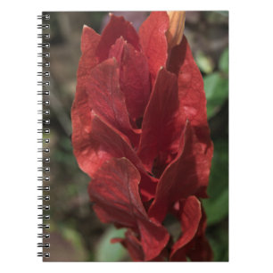 Shrimp Plant or Towering Vermilion Notebook