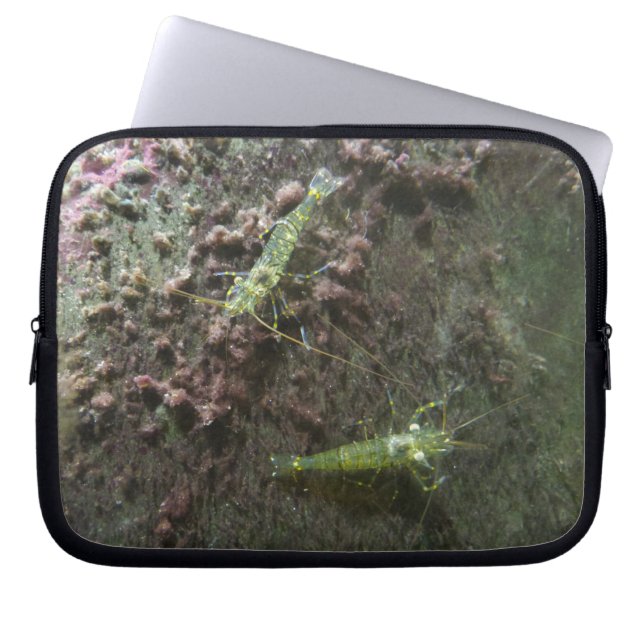 Shrimps Neoprene Laptop Sleeve 10 inch (Front)
