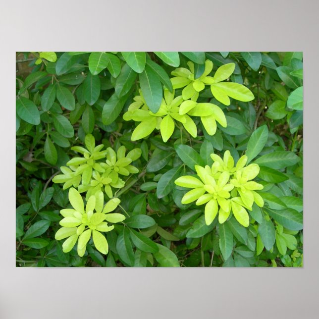 Shrubbery Poster (Front)