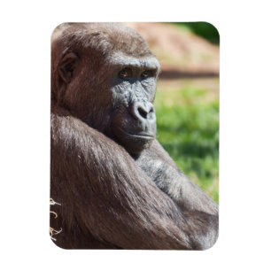Shufai the Gorilla Basking in the Sun Magnet