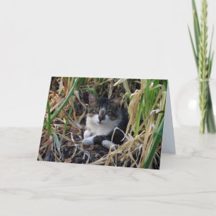 Shy Boy Kitty Blank Greeting Card