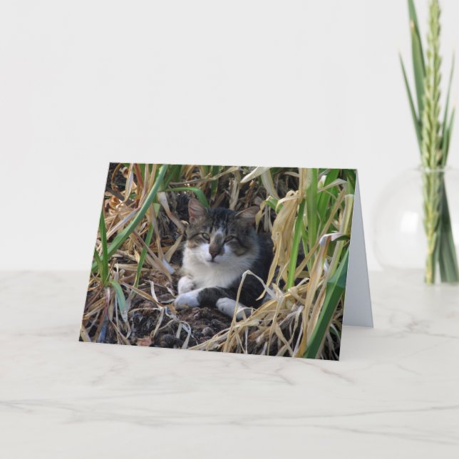 Shy Boy Kitty Blank Greeting Card (Front)