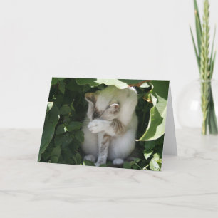 Shy Cat Greeting Card