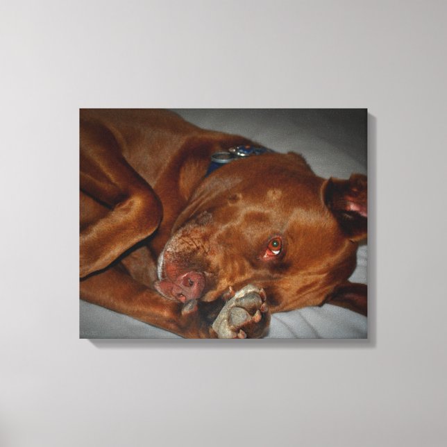 Shy Chocolate Lab Pit Mix Dog Canvas Print (Front)