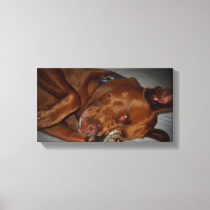 Shy Chocolate Lab Pit Mix Dog Canvas Print