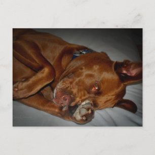 Shy Chocolate Lab Pit Mix Dog Postcard