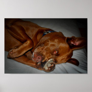 Shy Chocolate Lab Pit Mix Dog Poster