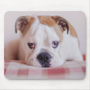 Shy English Bulldog Puppy Mouse Pad