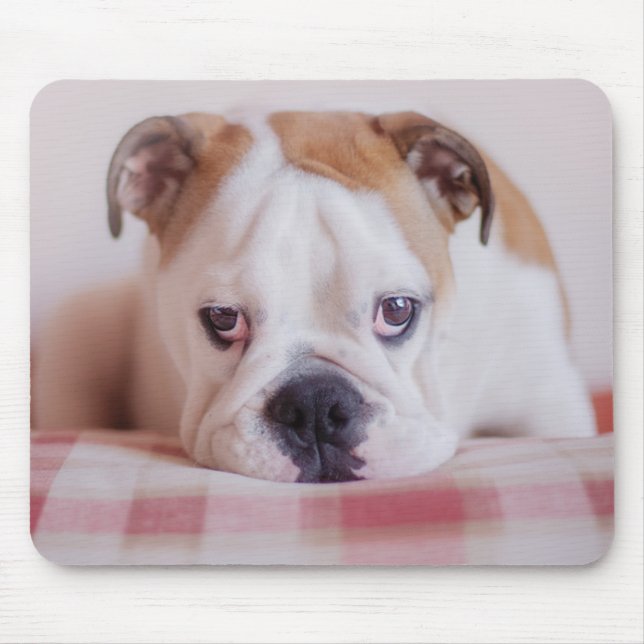 Shy English Bulldog Puppy Mouse Pad (Front)
