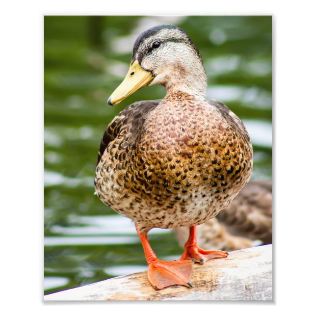 Shy Female Female Mallard Photo Print (Front)