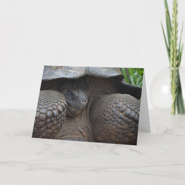 Shy Galapagos Tortoise Card (Front)