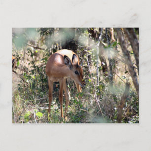 shy impala postcard
