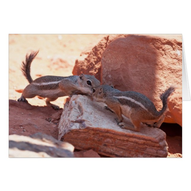 Shy Kiss (Front Horizontal)