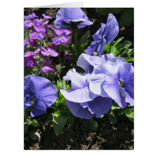 Shy Purple Pansies Big