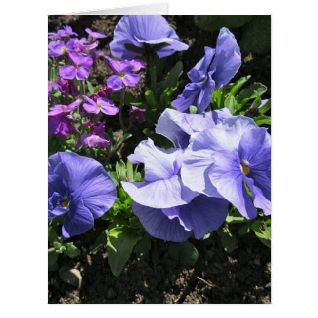 Shy Purple Pansies Big (Front)