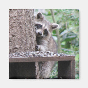 Shy Raccoon Magnet