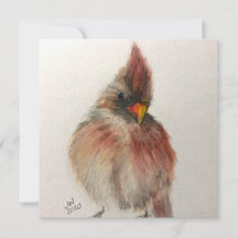 Shy Red Bird Note card