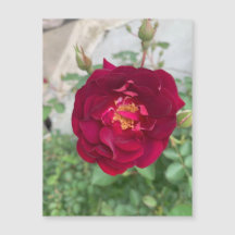 Shy Rose Magnet