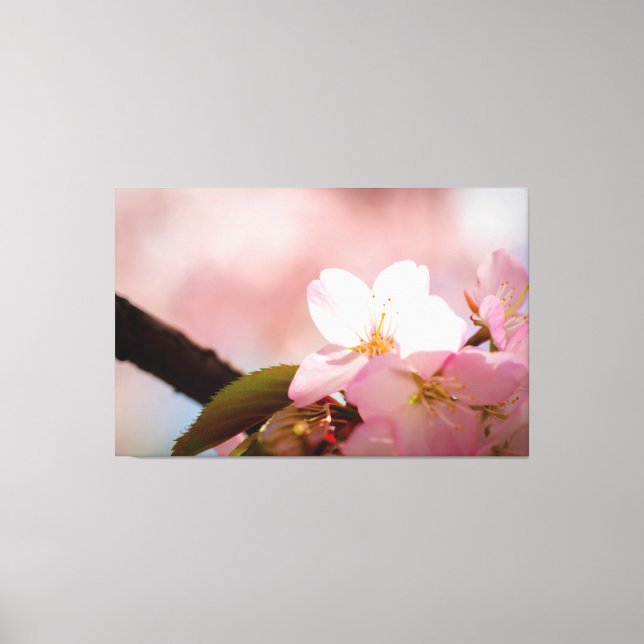 Shy Sakura Flower Shelters Itself Behind Blossoms Canvas Print (Front)