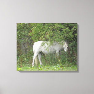 Shy White Horse Canvas Print