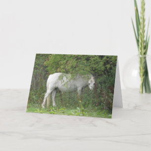 Shy White Horse Greeting Card