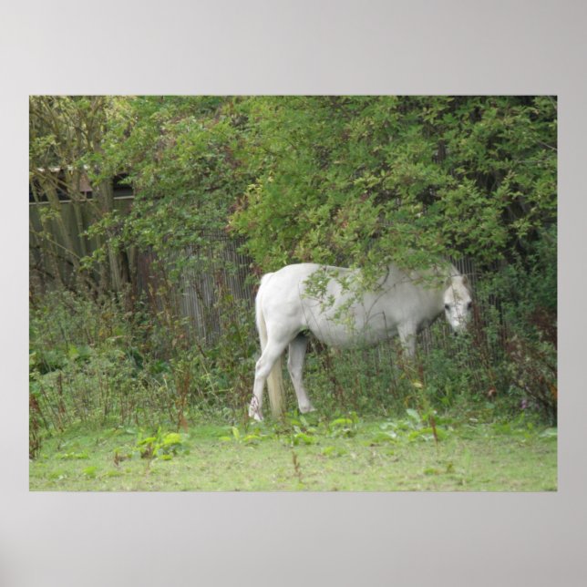 Shy White Horse Poster (Front)