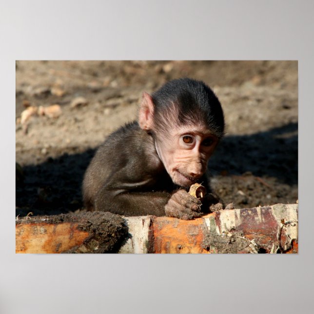 Shy Young Male Hamadryas Baboon (Papio) Poster (Front)