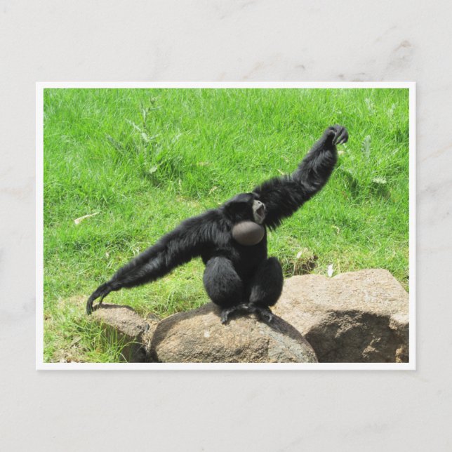 siamang dance postcard (Front)
