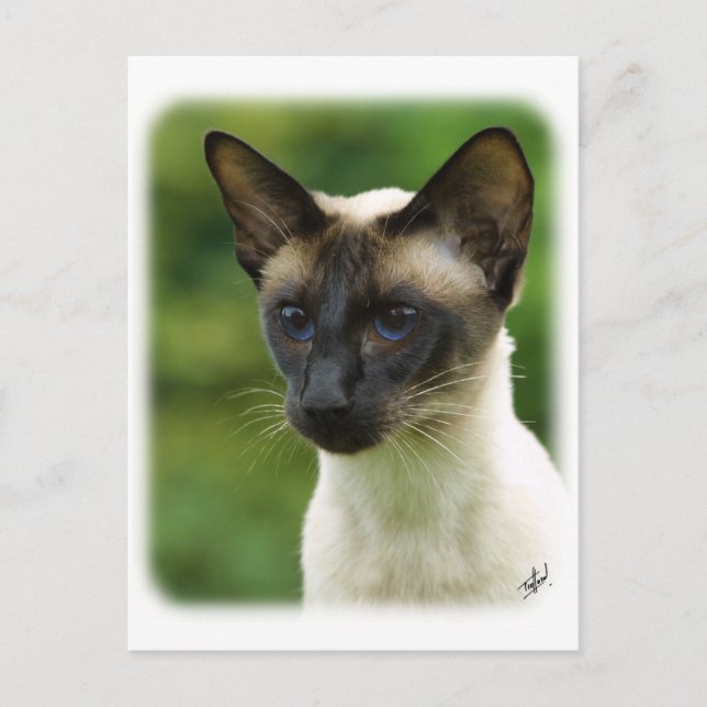 Siamese Cat 9W027D-133 Postcard (Front)