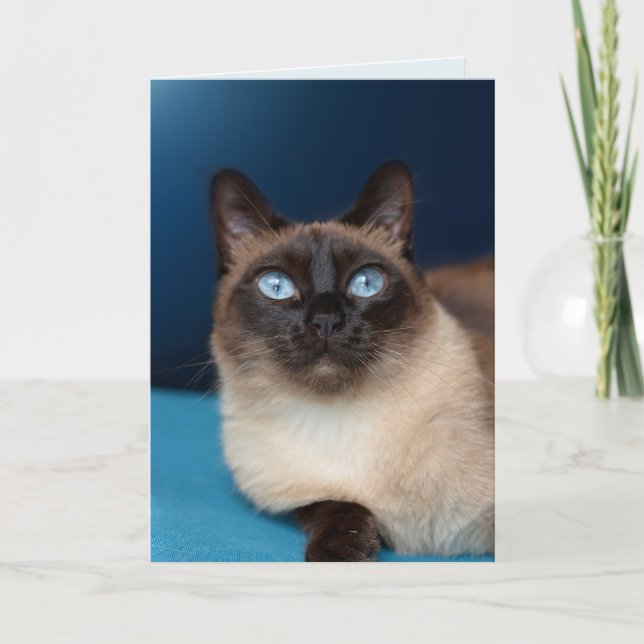 SIAMESE CAT ANNIVERSAIRE BELLE carte de voeux (Devant)