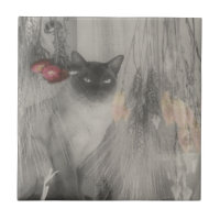 Siamese Cat Black And White Animal