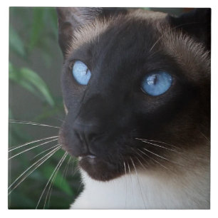 Siamese Cat Blue Eyes Tile
