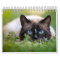 Siamese Cat Calendar