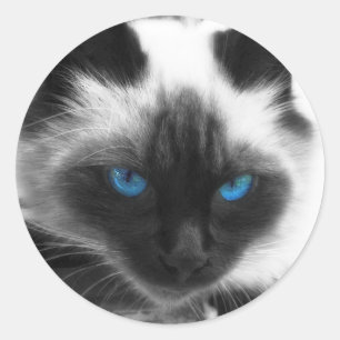 Siamese Cat Classic Round Sticker