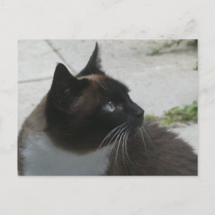 Siamese Cat Close Up DIY Postcard