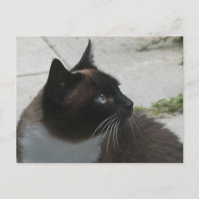 Siamese Cat Close Up DIY Postcard (Front)