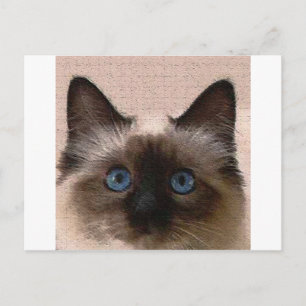 siamese cat crackle old aged cracked Hi Hello Postcard