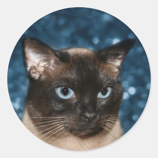 Siamese cat face classic round sticker (Front)