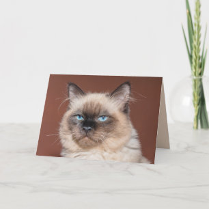 Siamese cat greeting card