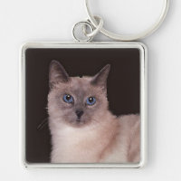 Siamese Cat in Repose