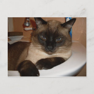Siamese Cat in Sink  Postcard