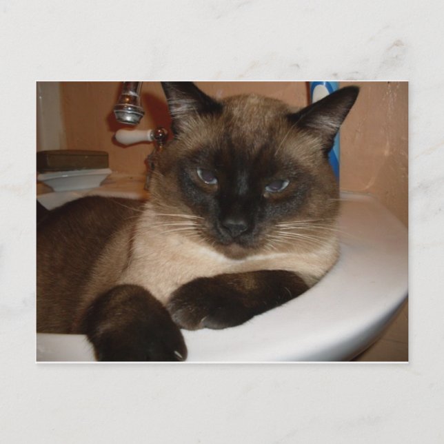 Siamese Cat in Sink  Postcard (Front)
