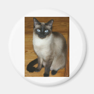Siamese Cat Magnet