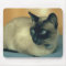 Siamese cat