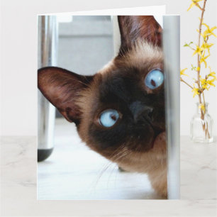 SIAMESE CAT PEEKING HAPPY BIRTHDAY GREETNG  CARD