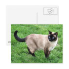 Siamese Cat Pet Purr Meow Kitty Destiny Art