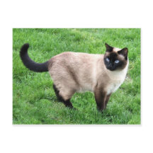 Siamese Cat Pet Purr Meow Kitty Destiny Art